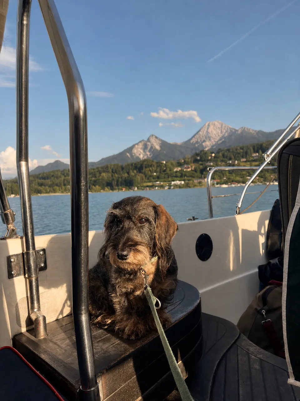Hund an Bord des Hotelboots mit Faaker See und Mittagskogel im Hintergrund